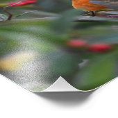 Robin Foto Afdruk (Hoek)