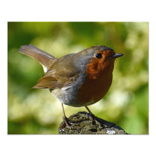 Robin Foto Afdruk (Voorkant)