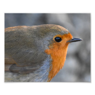 Robin Foto Afdruk