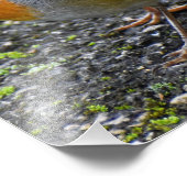 Robin Foto Afdruk (Hoek)