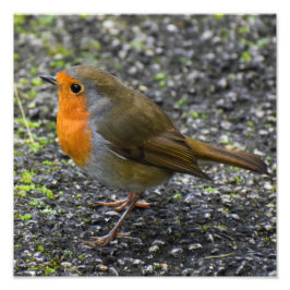 Robin Foto Afdruk