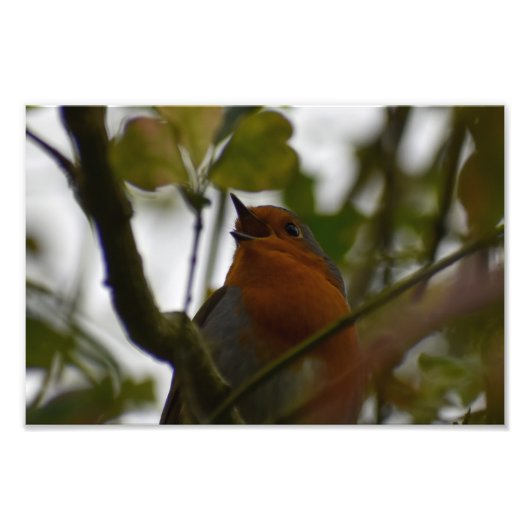 Robin Foto Afdruk (Voorkant)
