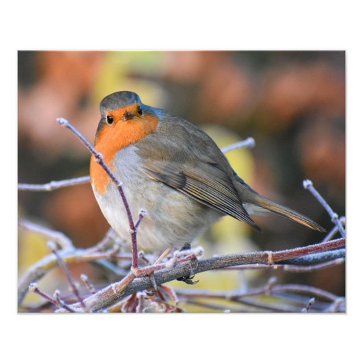 Robin Foto Afdruk (Voorkant)