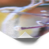 Robin Foto Afdruk (Hoek)