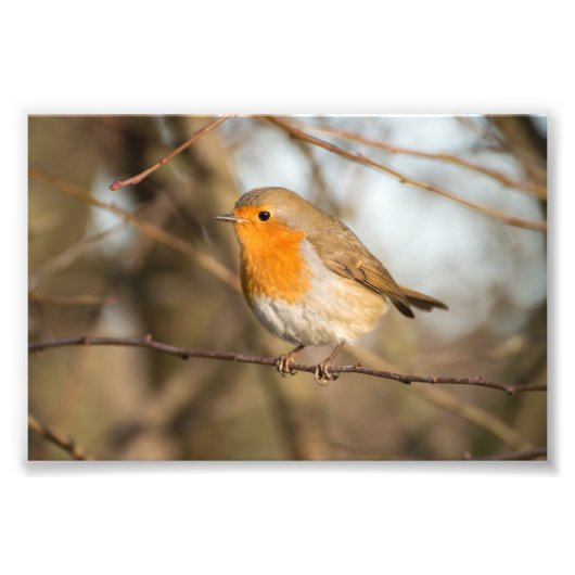 Robin Foto Afdruk (Voorkant)