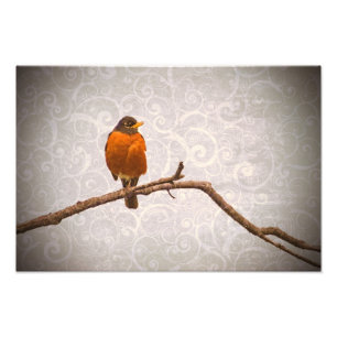Robin Foto met Damask Swirl Design Afdruk