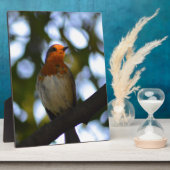 Robin Fotoplaat (Zijkant)