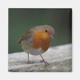 Robin Fridge Magnet Magneet