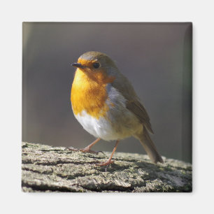 Robin Fridge Magnet Magneet