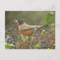 Robin in Berries