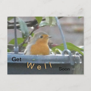 Robin in bloempot beterschap wenskaart briefkaart