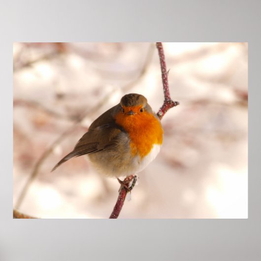 Robin in de winter poster (Voorkant)