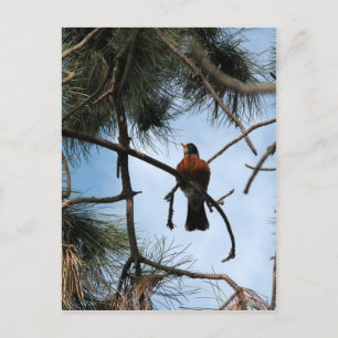 Robin in een dennenboom briefkaart