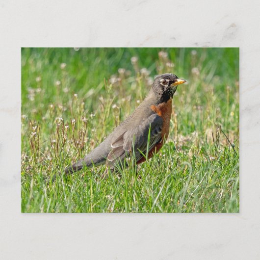 Robin in het gras en de zon briefkaart (Voorkant)