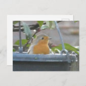 Robin in Plant Pot DIY Briefkaart (Voorkant / Achterkant)