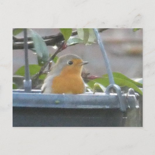 Robin in Plant Pot DIY Briefkaart (Voorkant)