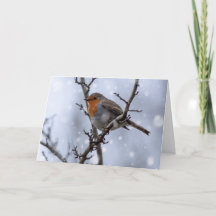 Robin in sneeuw kerstkaart