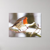 Robin in Snow Canvas Afdruk (Voorkant)