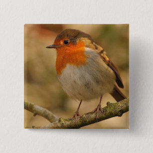 Robin in Sunshine Vierkante Button 5,1 Cm