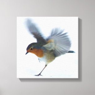 Robin in vlucht canvas afdruk