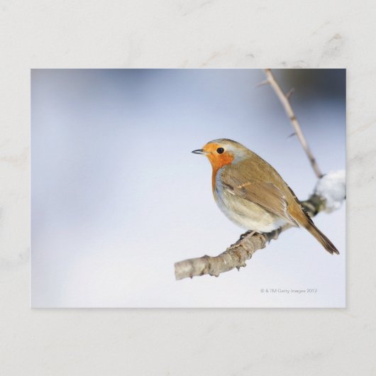 Robin kwam in de winter naar een tak toe briefkaart (Voorkant)