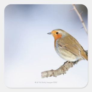 Robin kwam in de winter naar een tak toe vierkante sticker