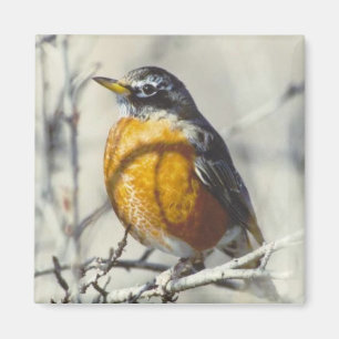 Robin Magneet