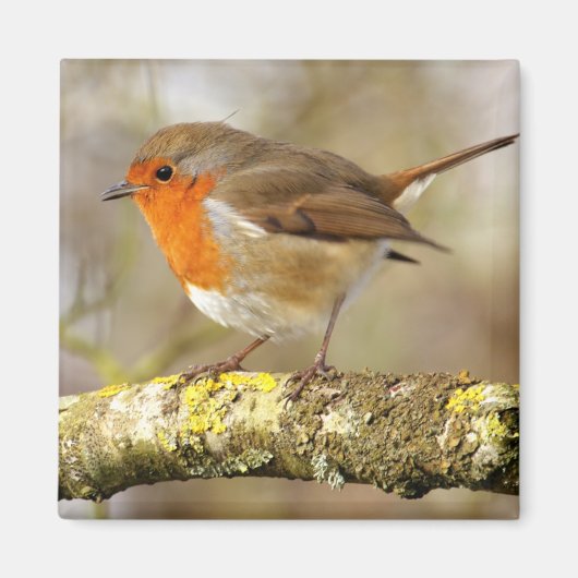 Robin Magneet (Voorkant)