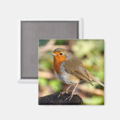 Robin Magnet Magneet (Voorkant / Achterkant)