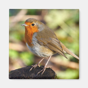 Robin Magnet Magneet