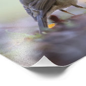 Robin Nature Photo (Coin)