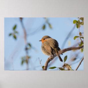 Robin Natuur Foto Poster