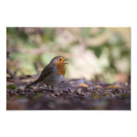 Robin Natuur Photo