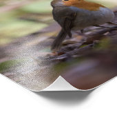 Robin Natuur Photo Foto Afdruk (Hoek)