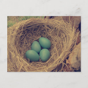 Robin Nest en Eggs Briefkaart