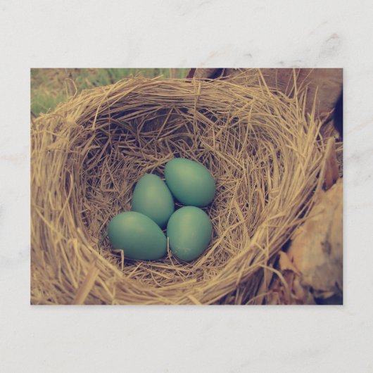 Robin Nest en Eggs Briefkaart (Voorkant)