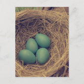 Robin Nest en Eggs Briefkaart (Voorkant)