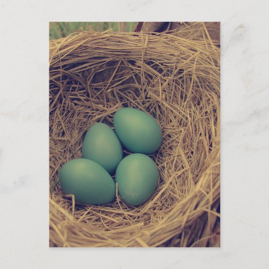 Robin Nest en Eggs Briefkaart (Voorkant)