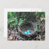 Robin Oeufs dans la carte postale Nest (Devant / Derrière)
