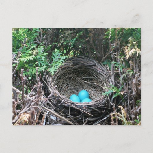 Robin Oeufs dans la carte postale Nest (Devant)