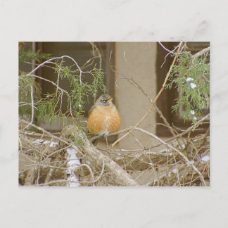 Robin On Snowy Juniper Briefkaart