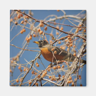 Robin Onder Berries Magneet