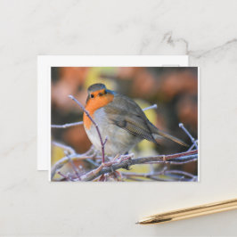 Robin op een Frosty Twig Briefkaart