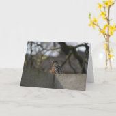 Robin op Muur Kaart (Gele Bloem)