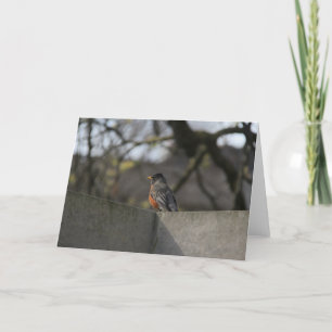 Robin op Muur Kaart