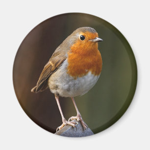 Robin op Post Magnet Magneet