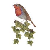 Robin Perched on ivy leafs wilde vogels Cadeaupapier