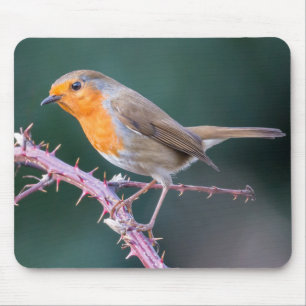 Robin Perched op een Blackberry Branch Muismat