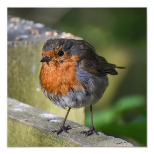 Robin Perched op een hek Foto Afdruk