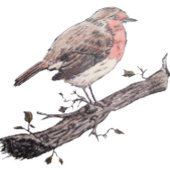 Robin perched op visblad wilde vogel kinder schort